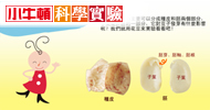 小牛頓科學實驗